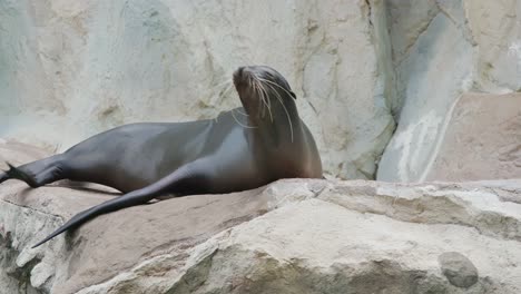 Seelöwe-Liegt-Auf-Dem-Felsen