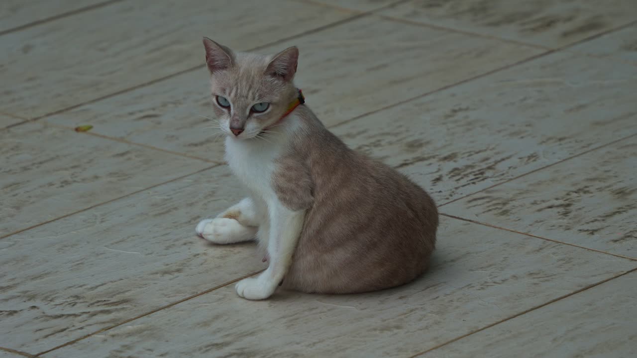 A Siamese mix breed, light brown and white cat with blue eyes and an orange collar sits on a tiled floor, looking directly at the camera and slowly walk away, close up shot of a rescued pet