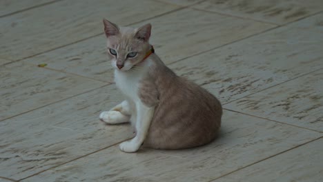 a siamese mix breed, light brown and white cat with blue eyes and an orange collar sits on a tiled floor, looking directly at the camera and slowly walk away, close up shot of a rescued pet