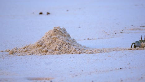 crab comes out of entrance of burrow on beach