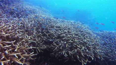 vibrant underwater coral reef