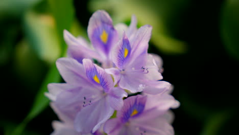 jacinto de agua cerca de una flor
