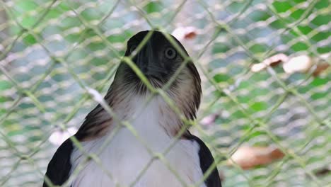un zoom de esta ave con en una jaula en un centro de cría, águila filipina pithecophaga jefferyi, filipinas