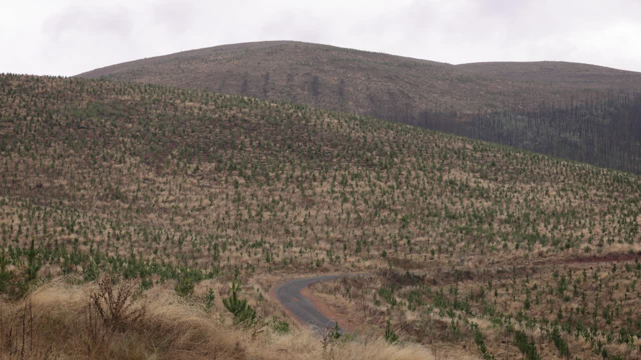 plantación de pinos en la zona regional de nueva gales del sur