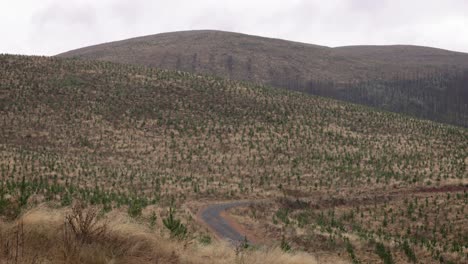 Kiefernpflanzung-Im-Regionalen-Gebiet-Von-New-South-Wales