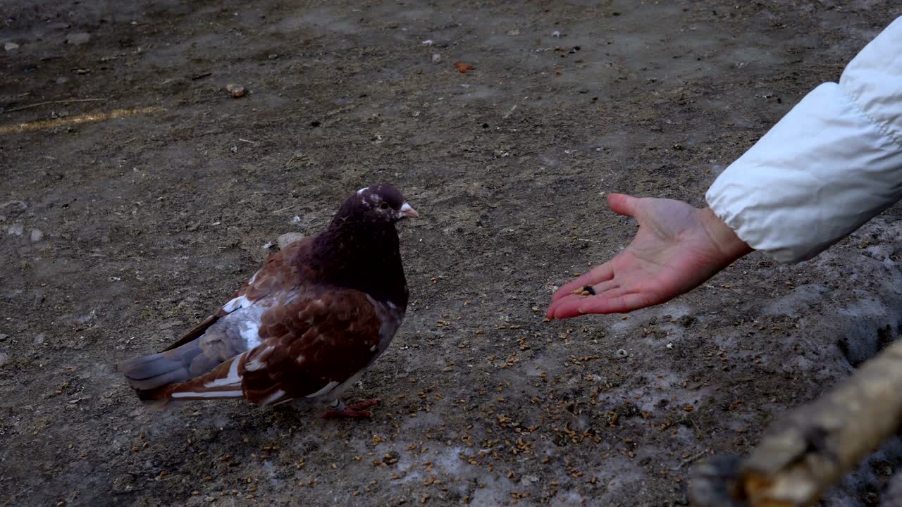 Home beautiful pigeons walk the earth. People feeding pigeons grain. Pigeons peck seeds even from people's hands. Videography close-up.