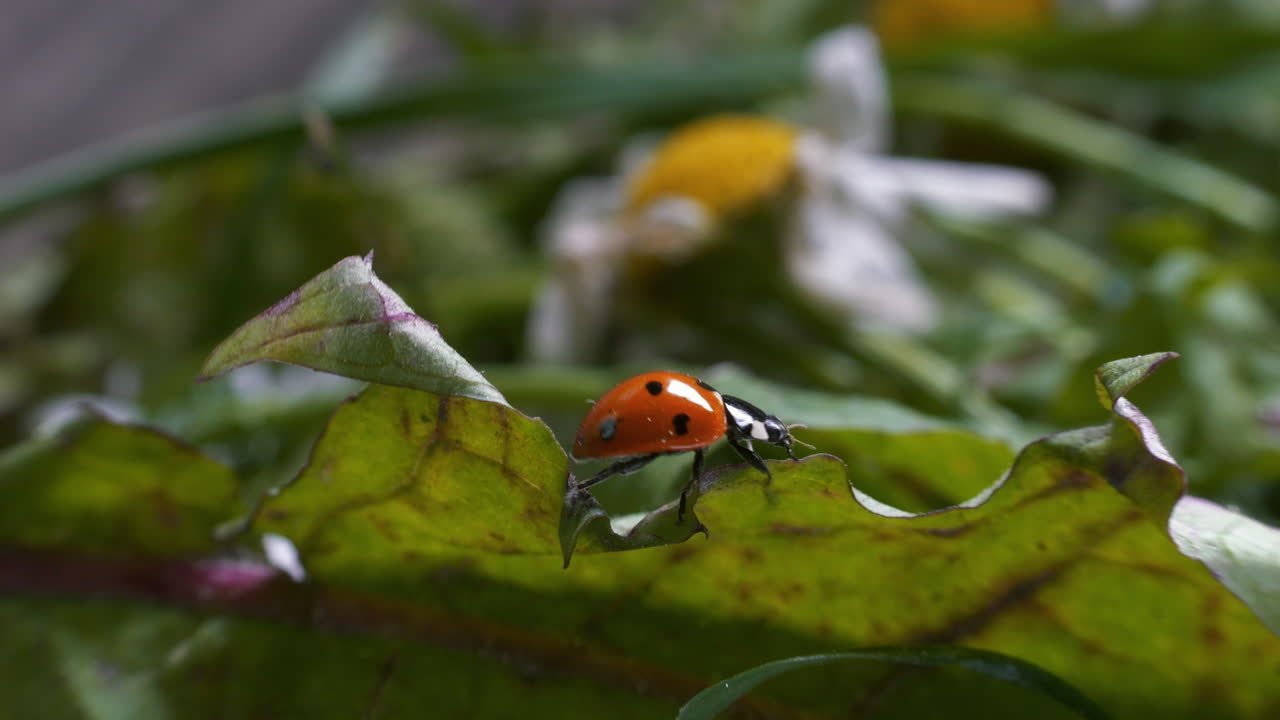 녹색 민들레 잎의 가장자리를 가로질러 기어가는 무당벌레의 매크로 세부 근접 촬영