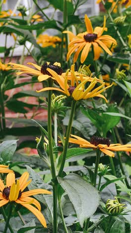 close up of black-eyed susan flowers