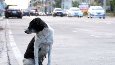 un perro sin hogar se sienta en la carretera de la ciudad con coches y motocicletas que pasan. asia, tailandia