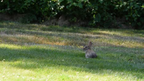 Rabbit-relaxes-and-runs-away