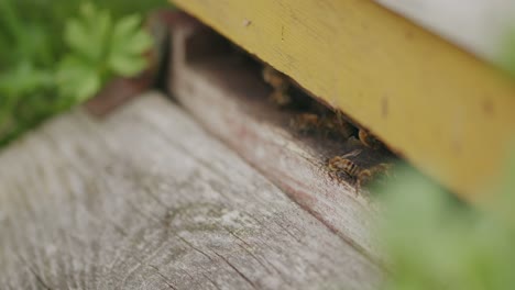 Las-Abejas-Melíferas-Activas-Se-Reúnen-En-La-Entrada-Al-Jardín-De-Colmenas-Cerradas-Estáticas