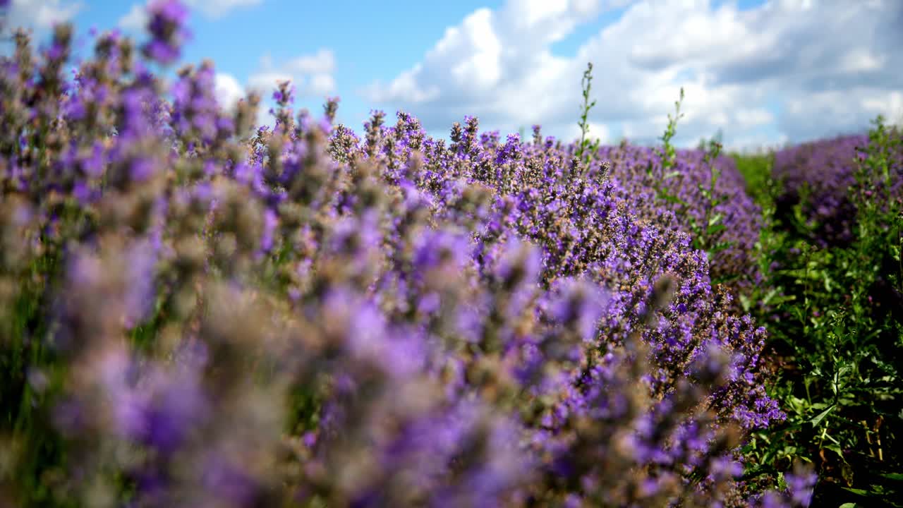 Lavender Flowers Blooming in Farmland Under a Sky of Fluffy Clouds - Rack Focus Shot