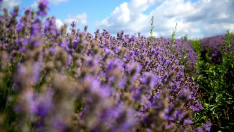 lavender flowers blooming in farmland under a sky of fluffy clouds - rack focus shot