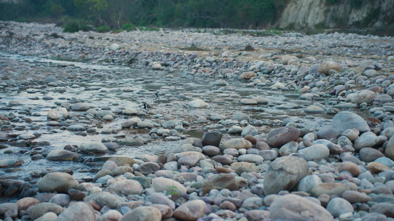 Red-Wattled Lapwing bird on rocky riverbed, morning slow motion in Corbett Park