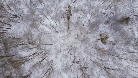 Winter-Schnee-Fluss-Holz-Wald-Bewölkter-Himmel-Deutschland