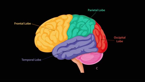 colorful side-view animation sequentially labels and highlights the frontal, parietal, temporal, occipital lobes, brain stem, and cerebellum on a black background using smooth transitions
