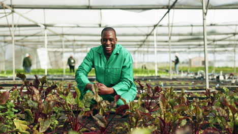 plant, vegetable garden and black man portrait