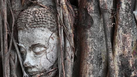 buddha's face in a trunk covered with vines as the afternoon sun causes the leaves to cast shadows dancing on the bark of the tree during the afternoon, thailand