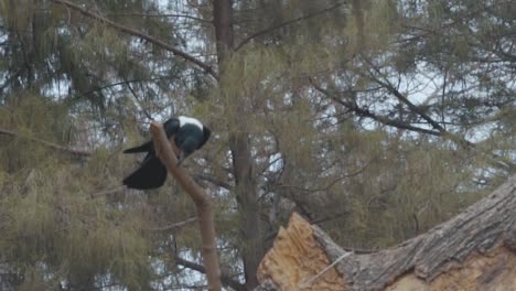 Vogelgesang-In-Einem-Baum,-Gambia