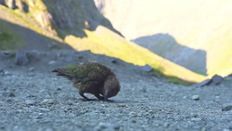 Kea-Läuft-Durch-Grael-Und-Sucht-Neugierig-Mit-Seinem-Schnabel-Nach-Nahrung