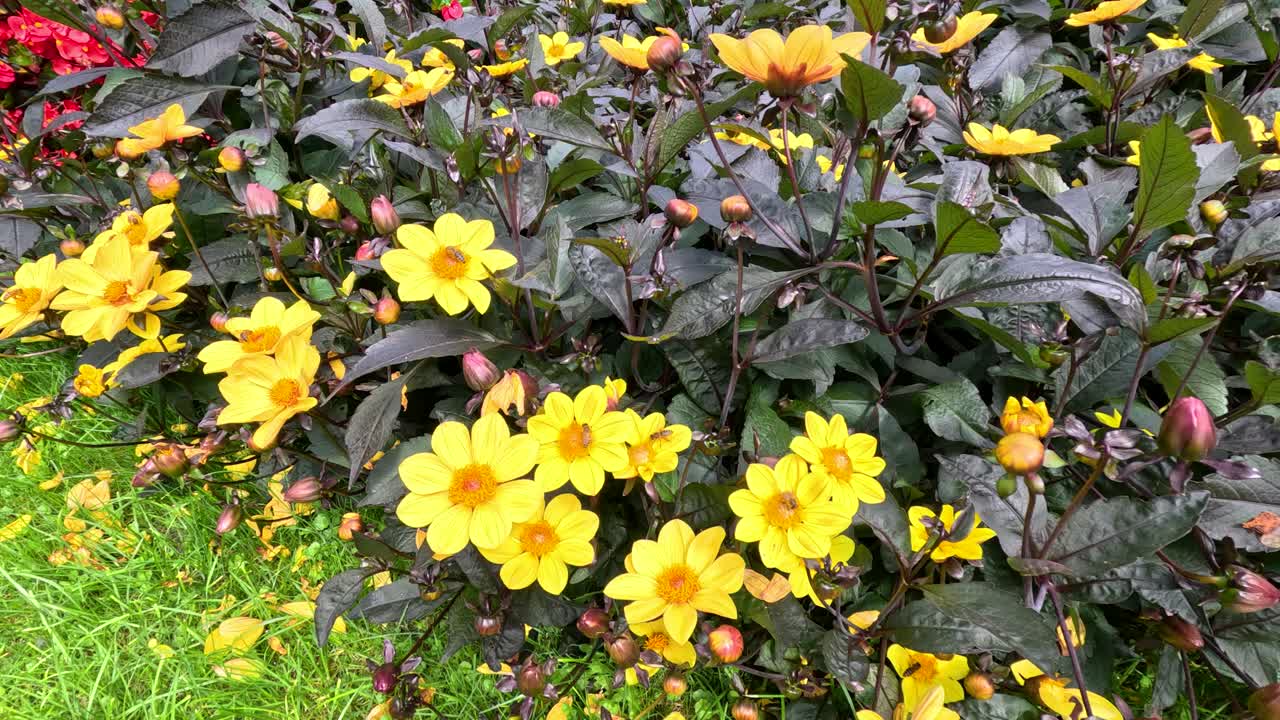 A bee moves among vibrant yellow Turnera ulmifolia flowers in a lush Berlin garden, captured in bright daylight with a steady, close-up perspective