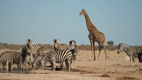 zebra herd and wildebeest drinking water with giraffe in background, africa