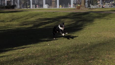 Un-Perro-Blanco-Y-Negro-Corre-Rápidamente-Por-El-Césped-En-Verano