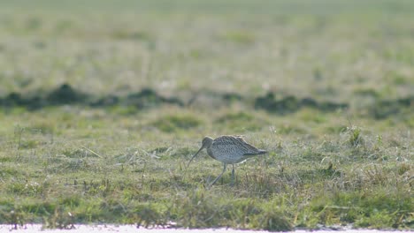 A-few-curlew-birds-resting-near-water-puddle-flooded-wetland-during-migration