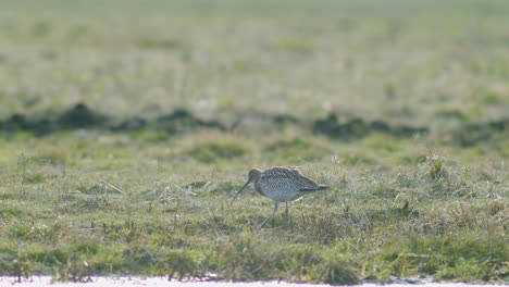 unas pocas aves rizadas descansando cerca de un charco de agua inundado de humedales durante la migración