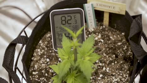 cannabis plant with govee indoor hygrometer thermometer - humidity temperature gauge