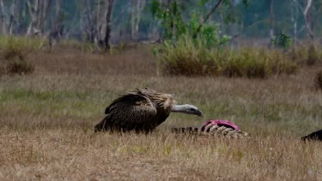 喜马拉雅高原 (himalayan gryphon vulture) 濒临灭绝,由于食物来源和<unk>息地丧失,