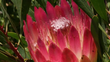 jardines botánicos kirstenbosch ciudad del cabo