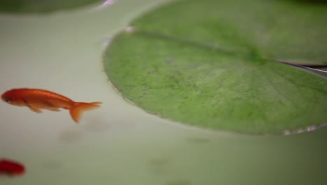 Peces-Oranda-Nadando-Juntos-En-Su-Nueva-Pecera-De-Acuario-Abierta