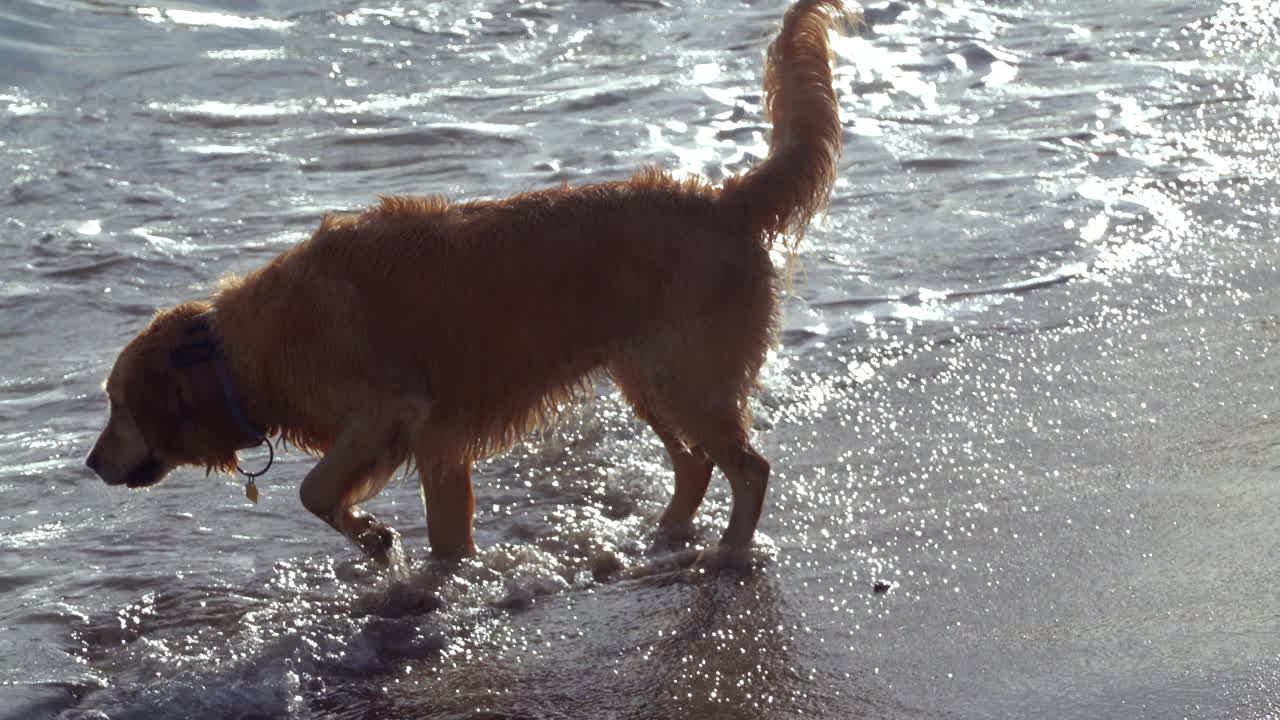 Golden Retriever dog running into the sea on a sunny day