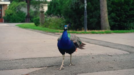 disparo de cerca de un hermoso pavo real azul caminando sobre baldosas de cemento durante el día