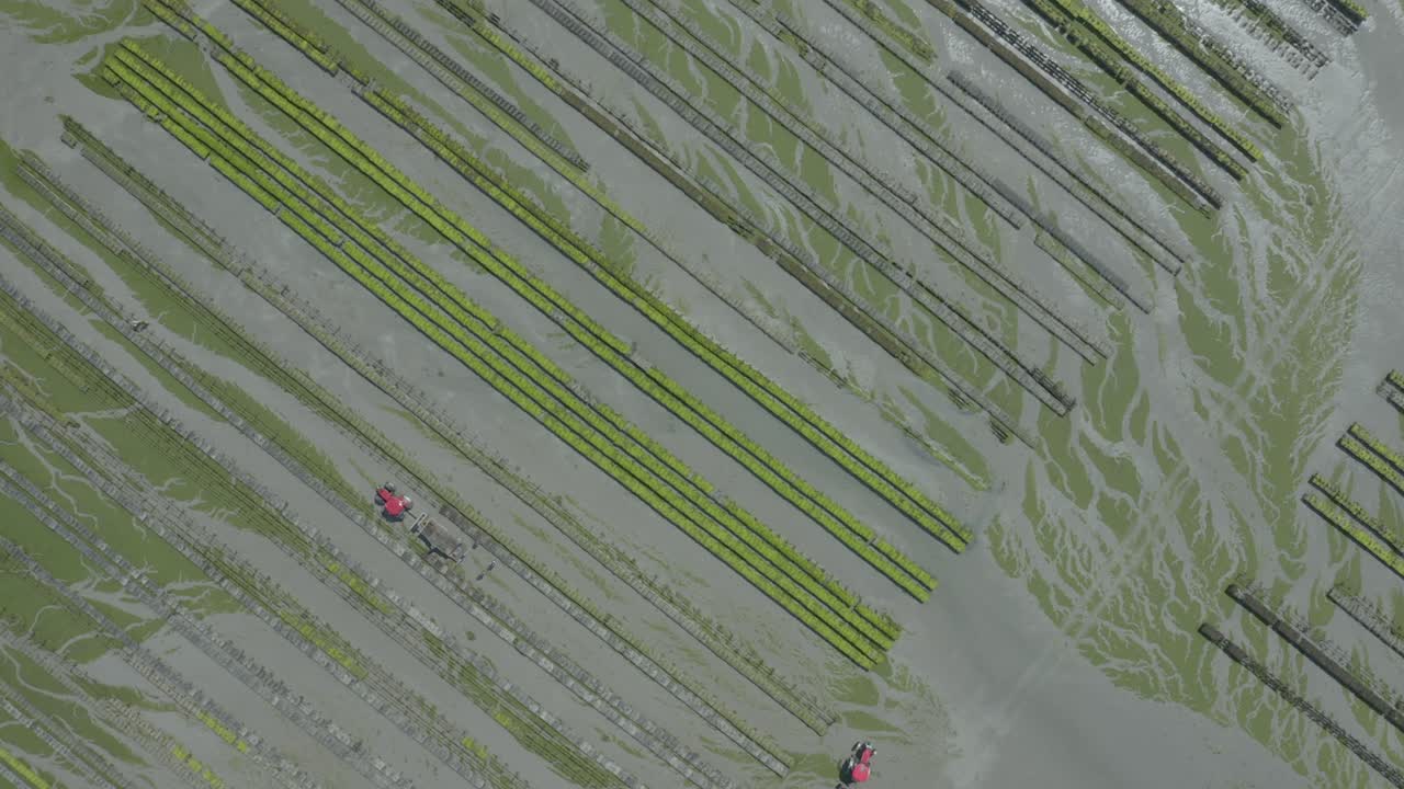 침대에 굴 우리가 있는 굴 양식장에서 일하는 트랙터