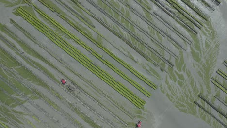 tractors working in an oyster farm with oyster cages in beds