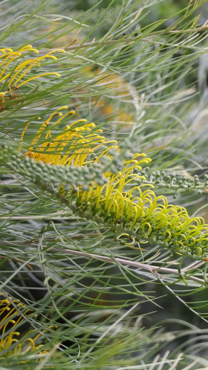 primer plano de flores amarillas moviéndose suavemente en el viento