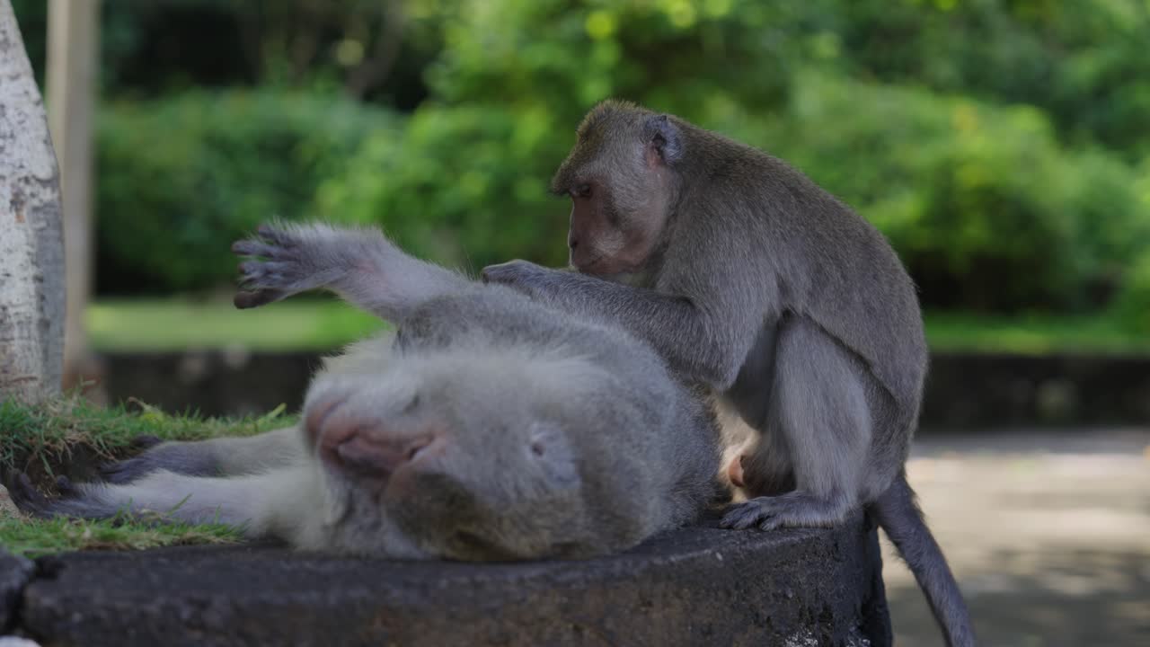 Monkey cleaning friend from insects, handhend view