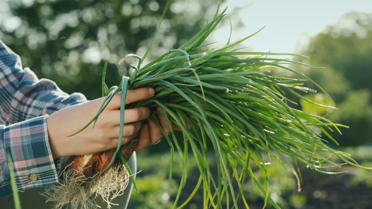 un agricultor sostiene un puñado de cebollas verdes verduras frescas del campo