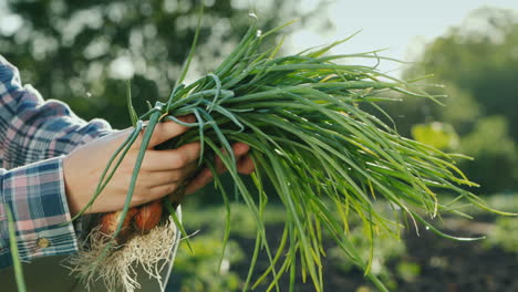 un agricultor sostiene un puñado de cebollas verdes verduras frescas del campo