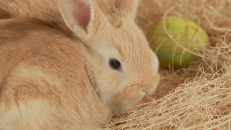 cuddly bunny leaning against his brother's side in easter hay nest - close up portrait shot