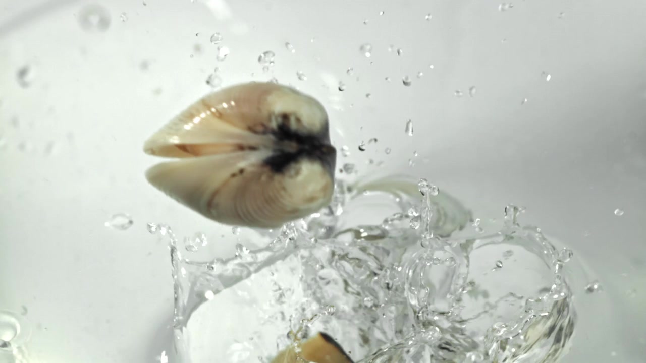 Fresh Clams Dropping into Clear Water with Splashes