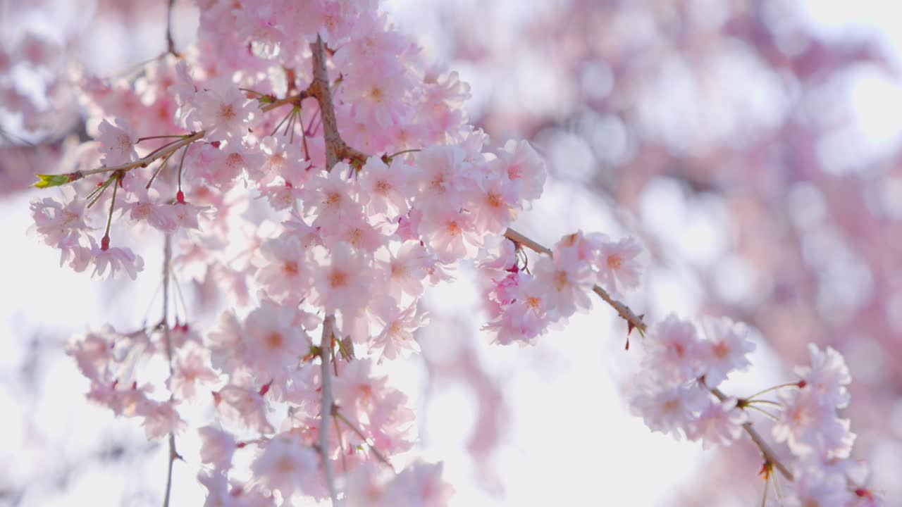 美しいピンクで満開の桜の花