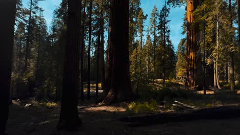 sequoia national park with giant trees in iconic california redwood forest