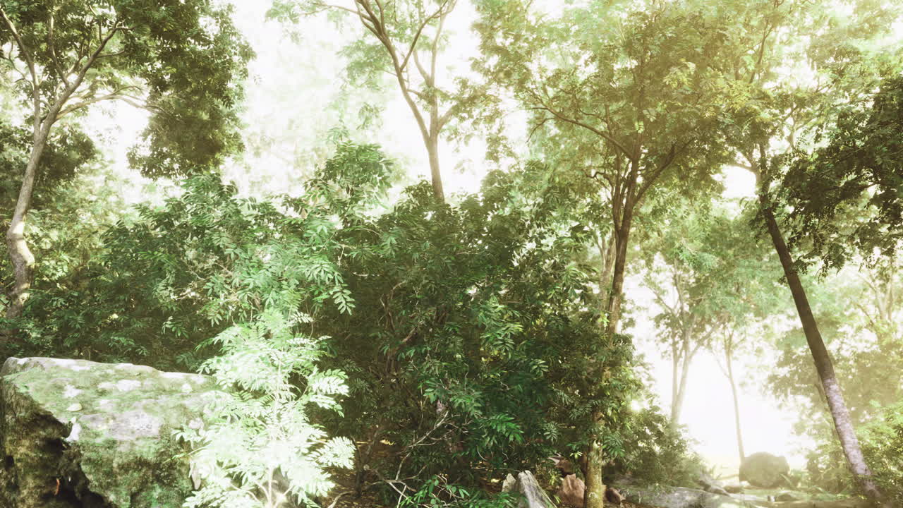 Tall trees create a vibrant canopy in a lush green forest glade during daylight