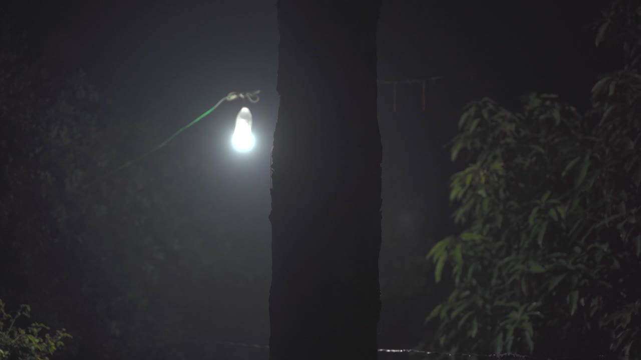 나무 뒤에서 빛나는 빛