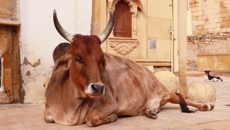 Cow-on-street-in-India-Constitution-of-India-mandates-the-protection-of-cows-in-Rajasthan,-India.