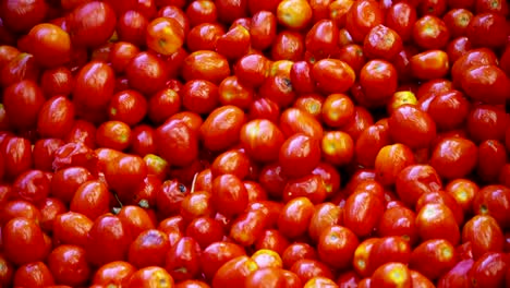 en una industria de tomates, los tomates rojos pasan a tanques llenos de agua para ser lavados de la tierra y los escombros y salen perfectamente limpios.