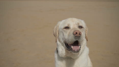 un primer plano del adorable labrador en la playa de arena.